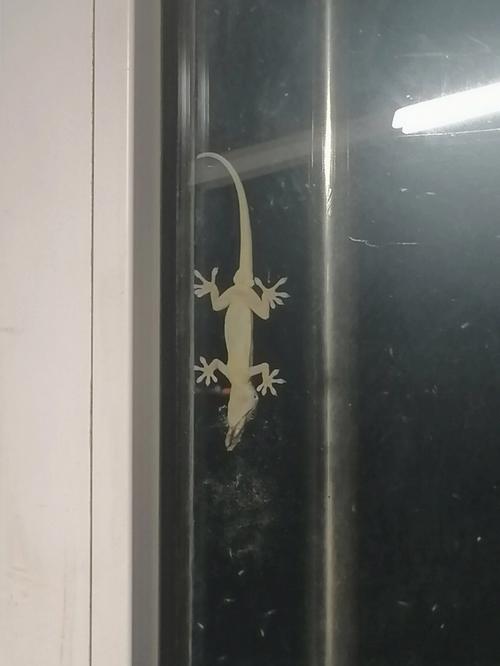 梦见两条壁虎