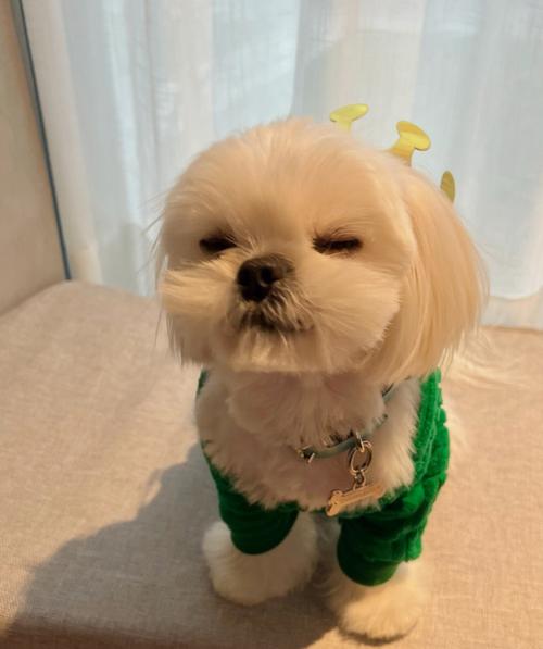 属狗和自己的爱豆有啥共同点