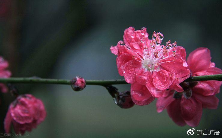 开运桃花好风水