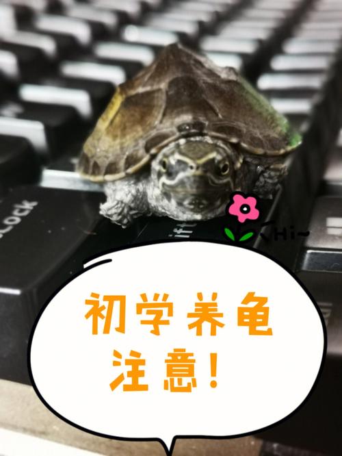 你养龟三年龟养你十年什么意思