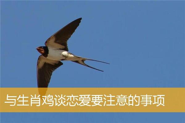 生肖鸡的恋爱原则