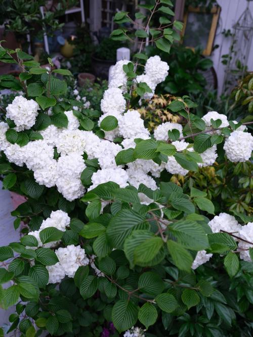 院子种什么花好