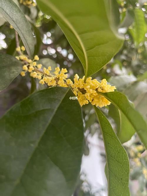 梦到桂花是什么征兆