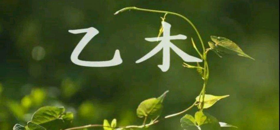 乙木生于午月得令吗,乙木女孩都很漂亮吗