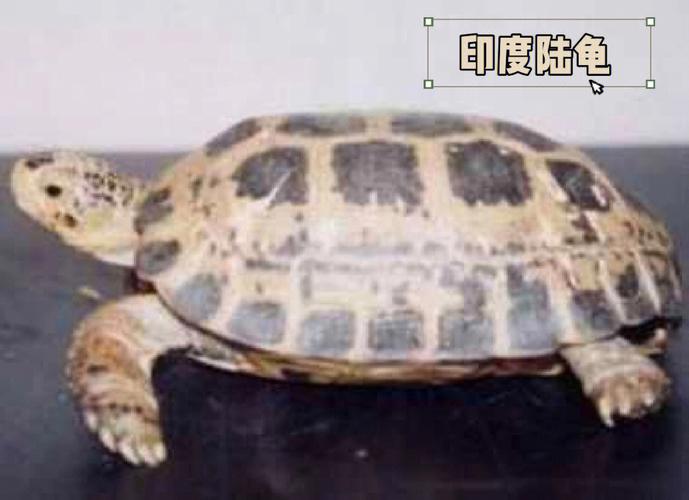 有寓意的乌龟名字大全