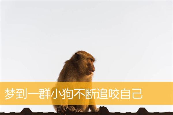 梦见自己被一群狗追