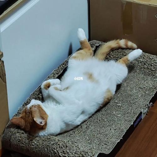 梦见猫睡觉是什么意思
