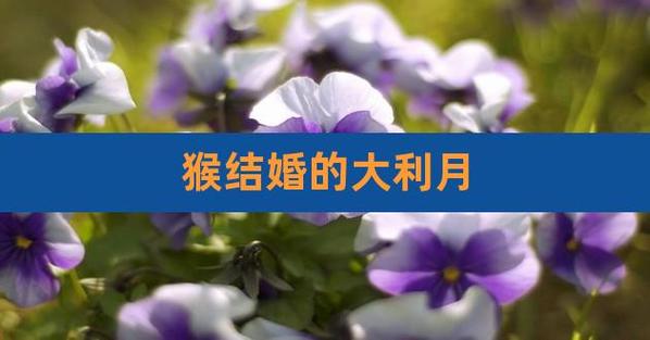 2019属猴结婚大利月