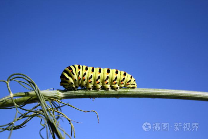 梦见毛毛虫在爬