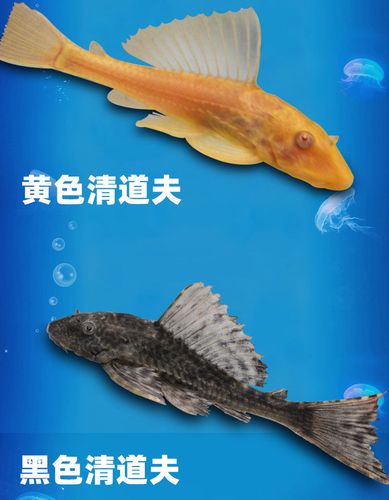 梦见清洁夫 清道夫 环卫工人是什么意思