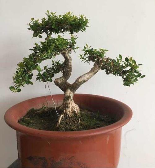 家里为什么不能栽黄杨