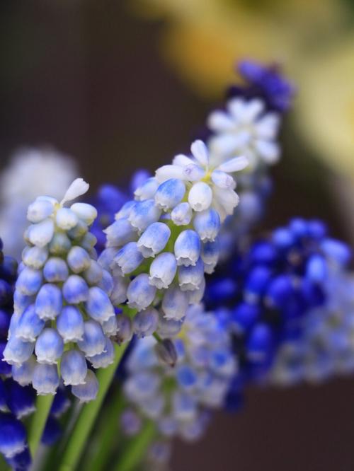葡萄风信子的花语