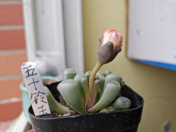 五十铃玉的花语是什么