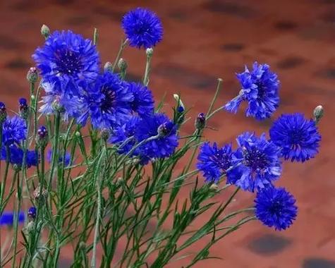 6月28日生日花语:矢车菊