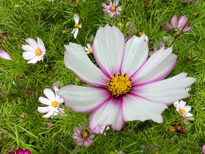 格桑花花语是什么,格桑花传说故事和象征意义