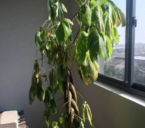 公司风水 绿植常枯萎是好是坏呢