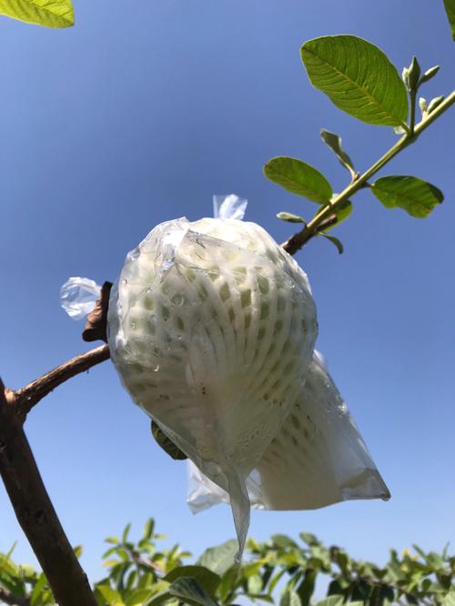 梦见摘番石榴
