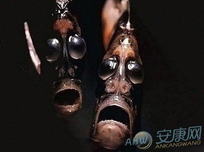 梦见怪鱼是什么意思