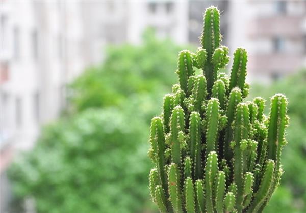 破解煞气的绿植有哪些