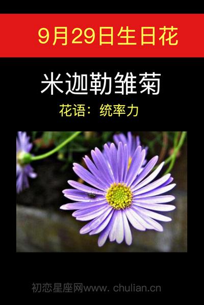 9月8日生日花语:米迦勒雏菊