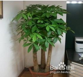 家居风水 一进门摆什么植物最好?