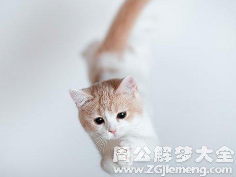 梦见猫往我身上扑