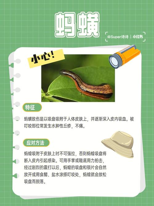 梦见好几种毒虫