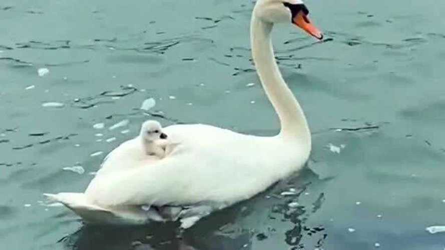 孕妇梦到大白鹅在水中游泳是什么意思