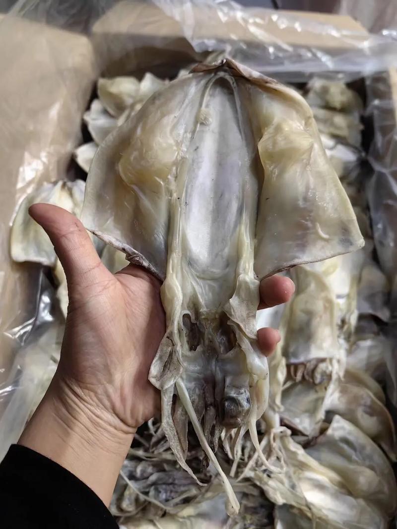 梦见抓墨鱼