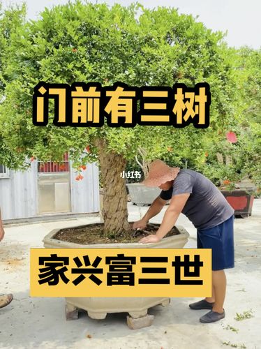 门前种三树家兴旺三代