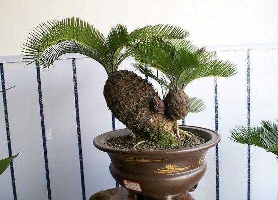 植物中的活化石:铁树放在室内风水好吗