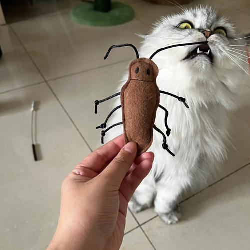 梦见蟑螂和猫 梦到猫和蟑螂是什么意思