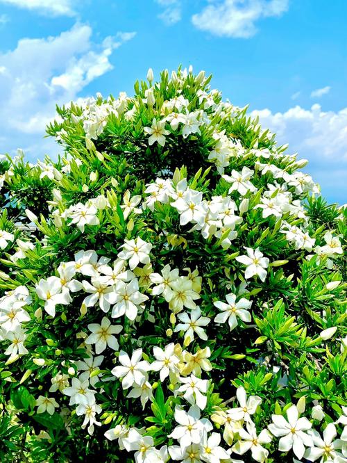 梦见栀子花树
