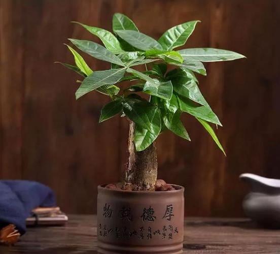 旺财旺宅旺事业的植物