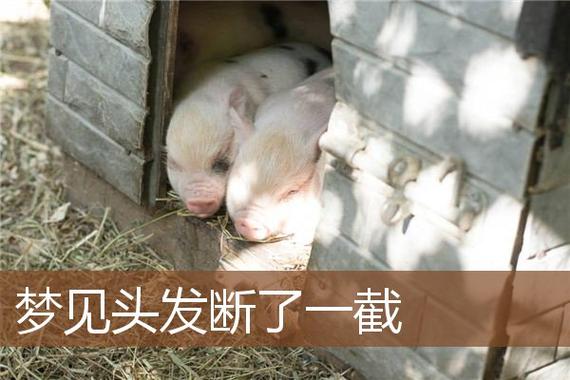 梦见自己头断了是什么意思