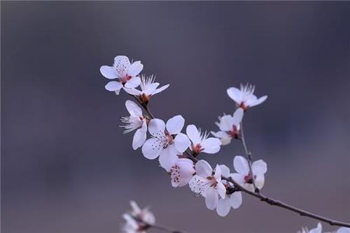 梦见鲜花飞翔