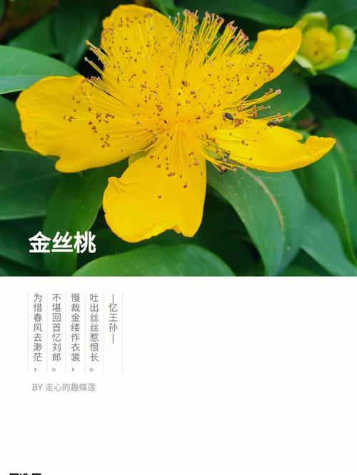 花语大全:金丝梅花语是什么