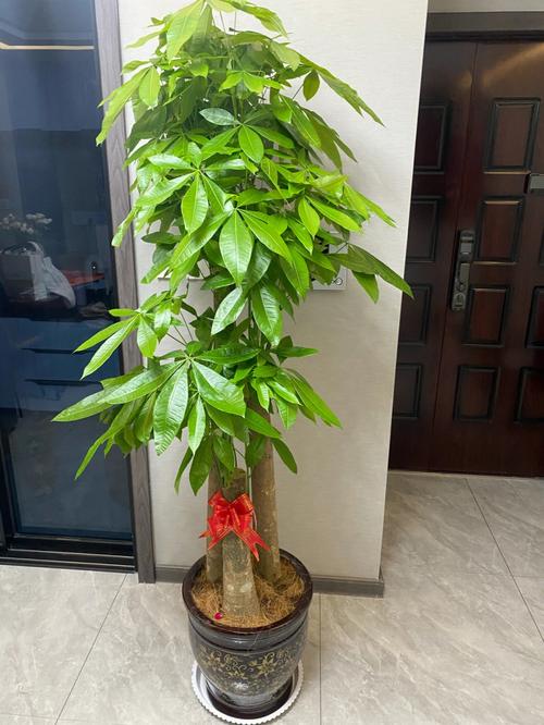 客厅应该摆放什么植物