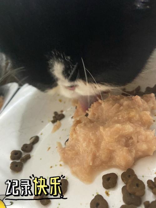 梦见小猫吃食是什么意思