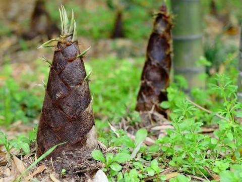 梦见挖山周公解梦,梦见挖山是什么意思?