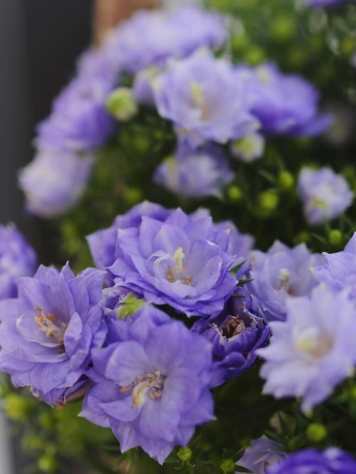 丹麦风铃花语