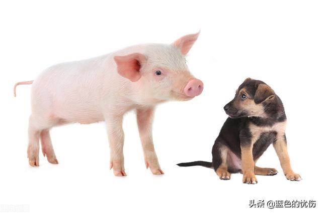 生肖猪与狗可以配对吗
