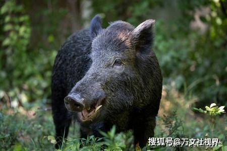 梦见母猪逃出猪圈