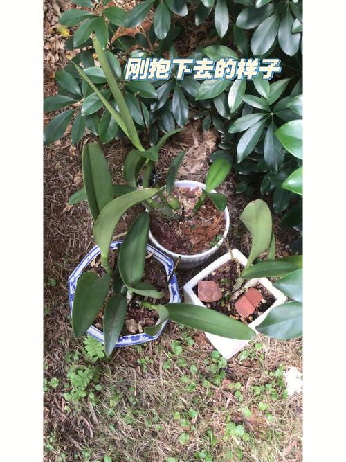 梦见树荫怎么回事