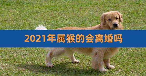 2023年属猴人容易离婚吗