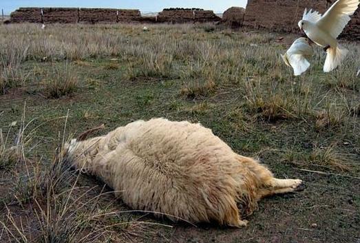 梦见死羊在水里