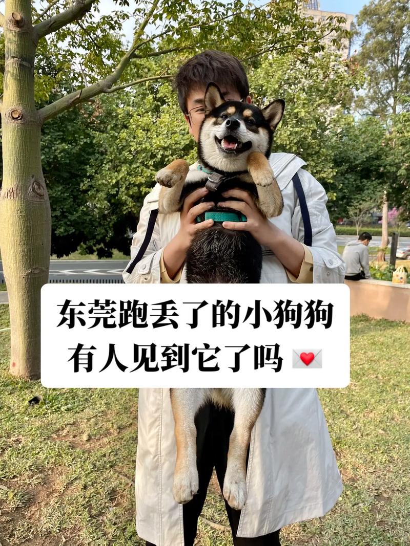 梦见小狗丢了意味着什么