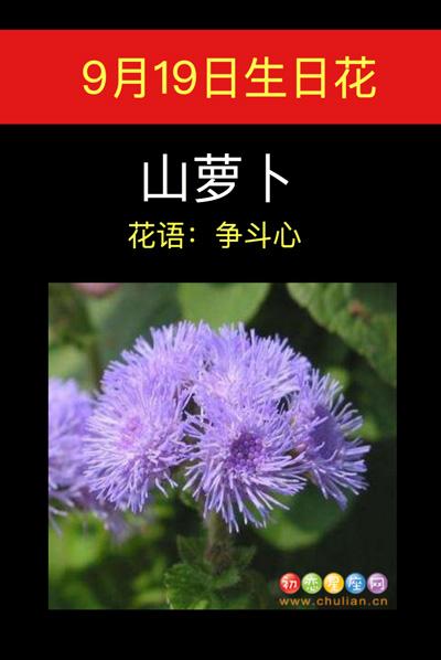 9月19日花语:山萝卜,生日花语争斗心