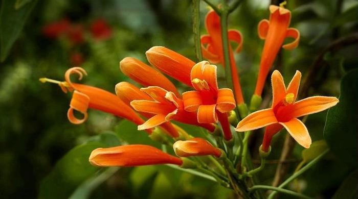 节日花语:代表春节吉祥的花语?