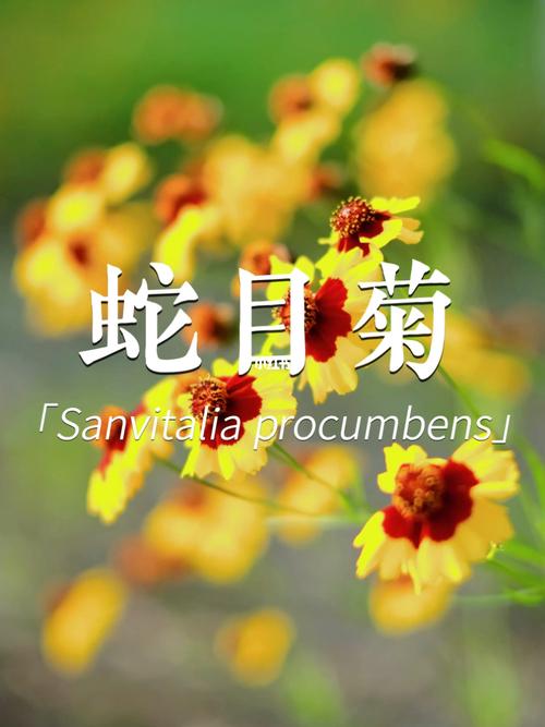植物花语 蛇目菊的种植方法